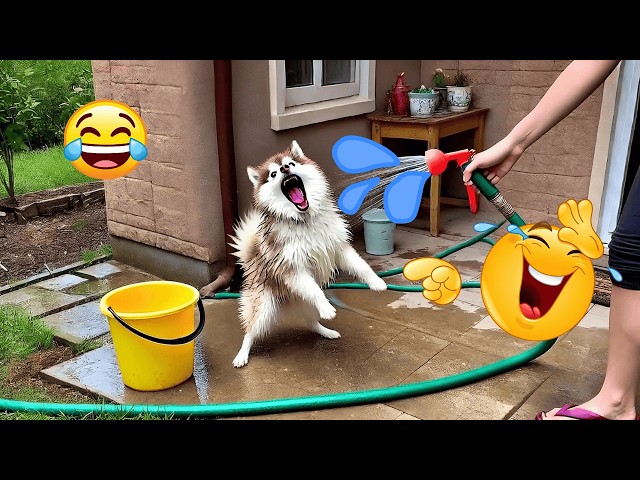 🐶 Hilarious Dog Tantrums 😂 | Funniest Canine Meltdowns & Adorable Reactions!