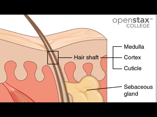 05E Integumentary System Hair and Nails