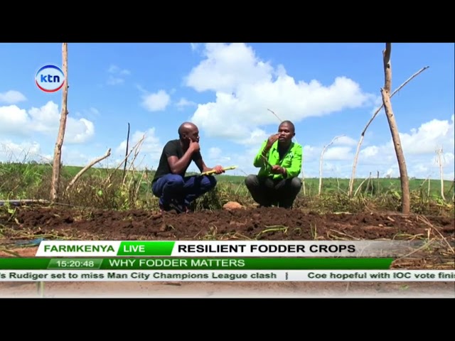 Resilient fodder for crops: Best fodder varieties for livestock farmers