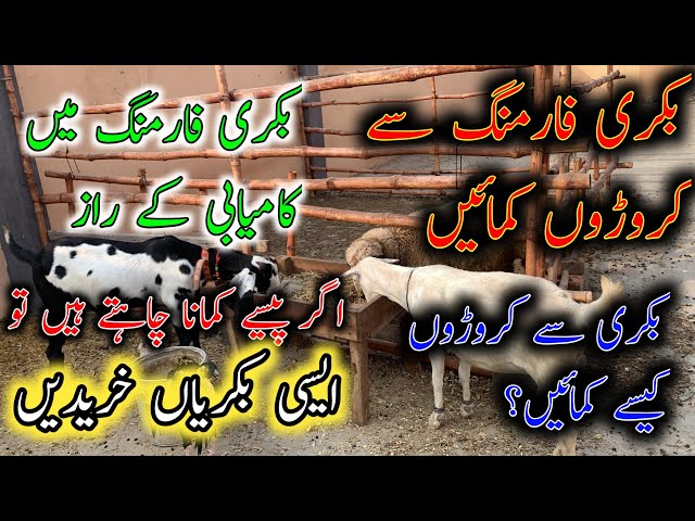 How To Start Goat Farming In Pakistan||How To Become Millionare From Goat Farming