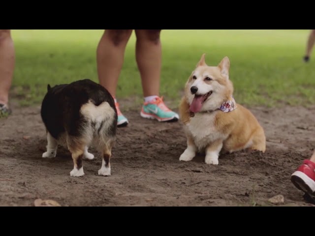 Corgi |  Le Plaisir Du Corgi | Chien Monde Corgi 16