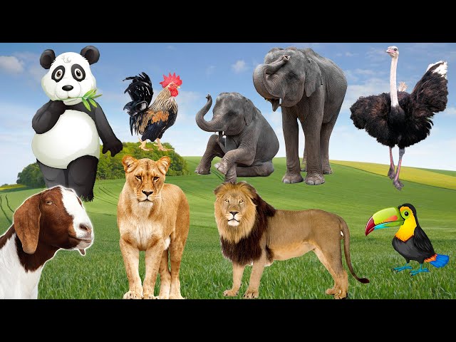 Funny Animal Sounds In Wildlife: Elephant, Goat, Ostrich, Lion, Parrot, Panda,... | Animal Moments