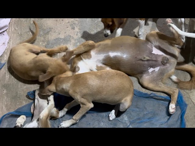 10 Full Minutes of 6 Funny Dogs Playing 🤣 | Must Watch 🎉