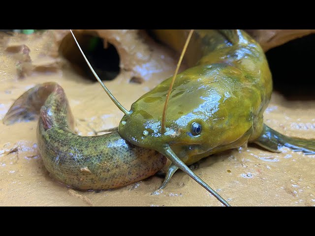 Stop Motion ASMR - Mukbang Catch Giant Frogs, Catfish In The Cave Primitive Cooking 4K Cuckoo