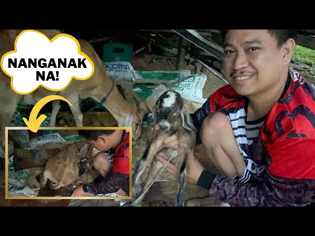 Unang Nanganak sa Ating Alagang Kambing| Actual Video ng Panganganak