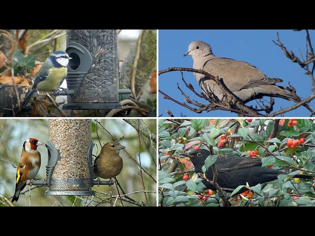 Feeding Garden Birds in November