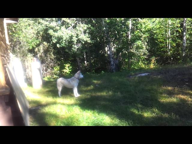 Blackbirch cabin tour