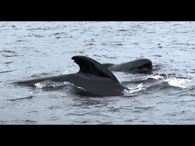 Lucas Earth: Pilot Whales