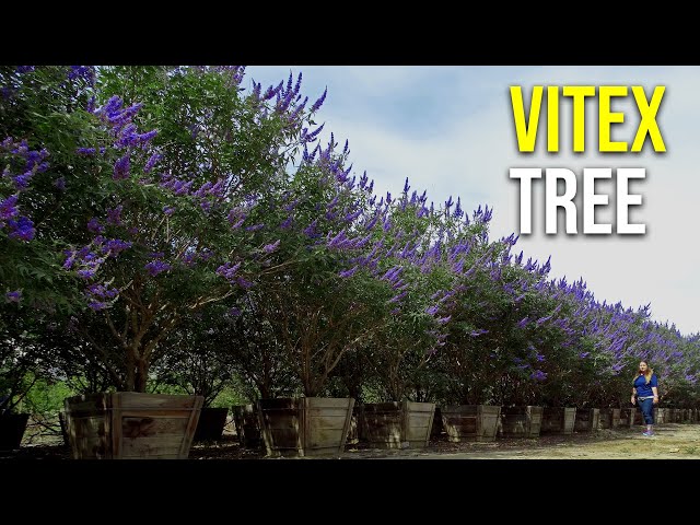 Vitex Tree