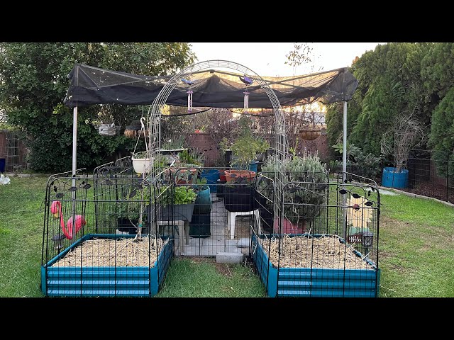 Welcome to KayRenees January 2023 backyard garden tour