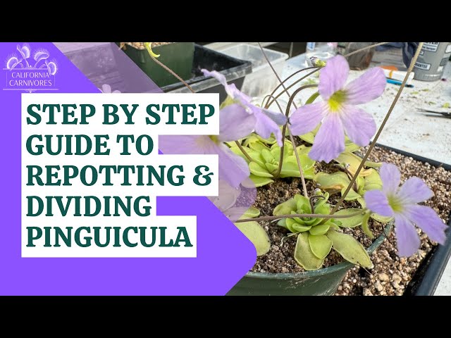 The Step by Step Guide to Dividing & Repotting Butterworts/Pinguicula