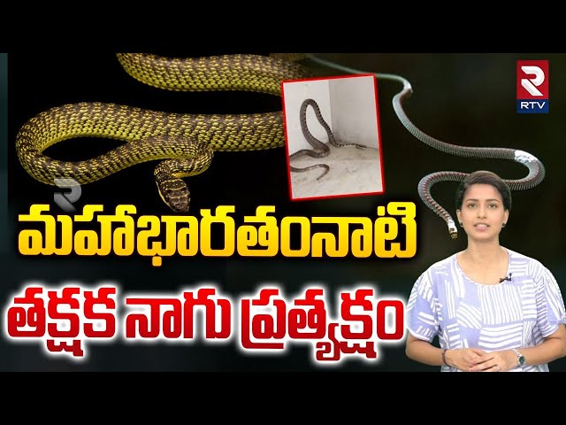 మహాభారతంనాటి తక్షక నాగు ప్రత్యక్షం| Takshak Nag Facts | RTV