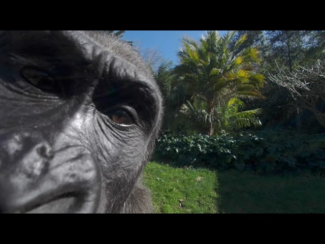 Gorilla VR at Melbourne Zoo