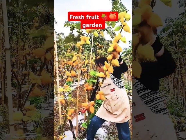 "Secrets of Beautiful Fruit Orchards:Transform Farming with High-Yield Techniques!"100 #shorts