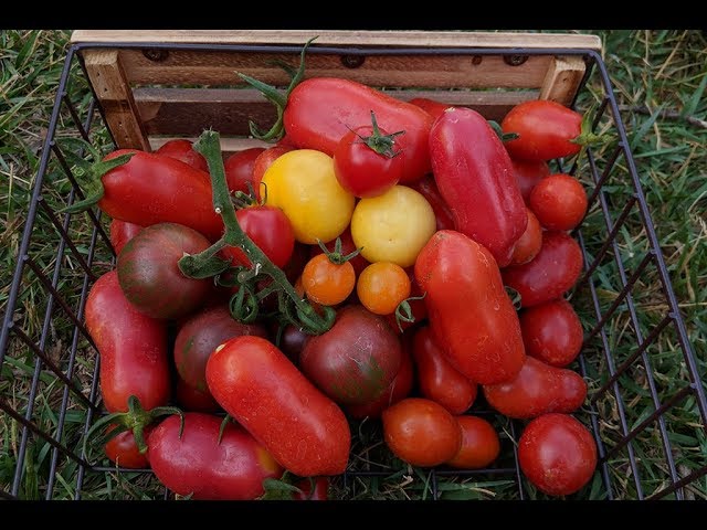 2018 Tomato Growing: Ep6 Black Vernissage, Weissbehaarte, Roma, San Marzano, Sun Gold, & More