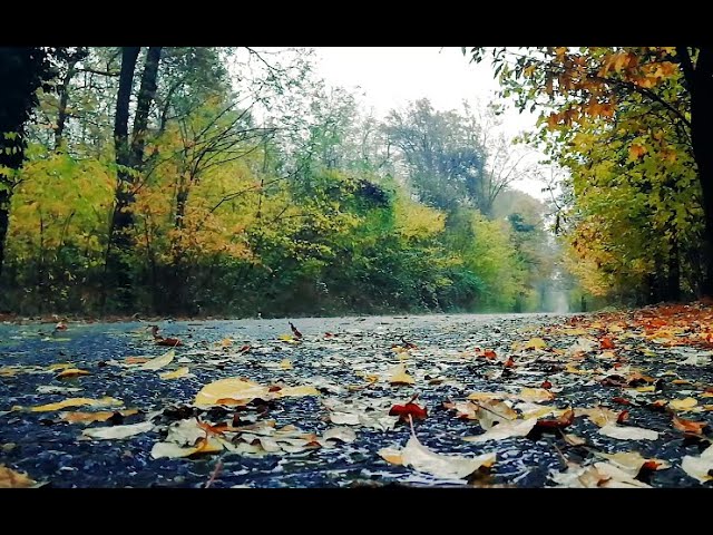 All night rain. Peaceful rain. Heavy rain sounds for sleeping, relaxing, studying, focusing.