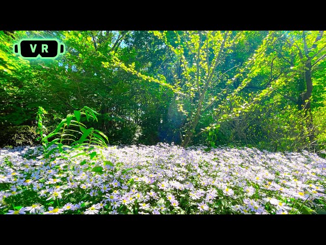 【VR180】Beautiful Flowers fluttering in the wind Relaxing ASMR sleep【Healing】