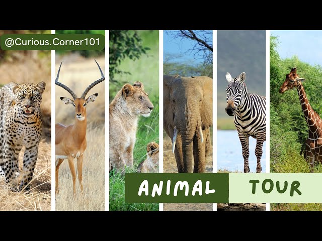 Exploring 20+ Fascinating Wild Species • Origins, Traits, & More!