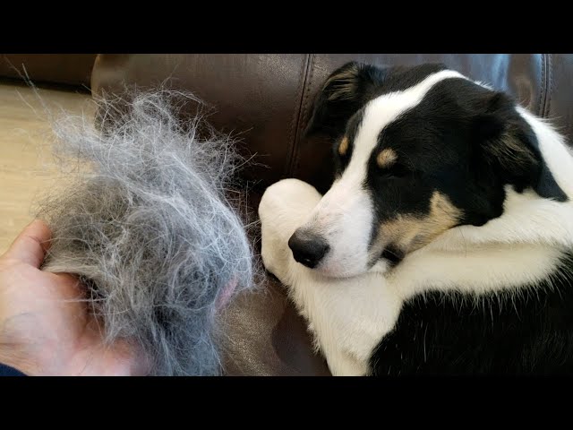 What you should know about border collie's shedding