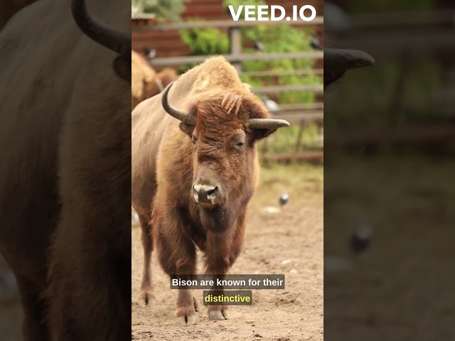 Interesting Facts About American bison #shorts #shorts #shortvideo