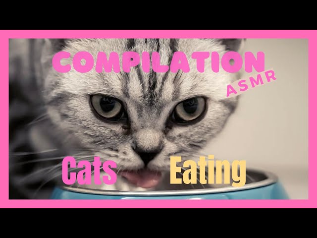 ASMR Cats Eating  Food Compilation🐟 Funny Kitten Mukbang 🎀 Satisfying Cat Noises