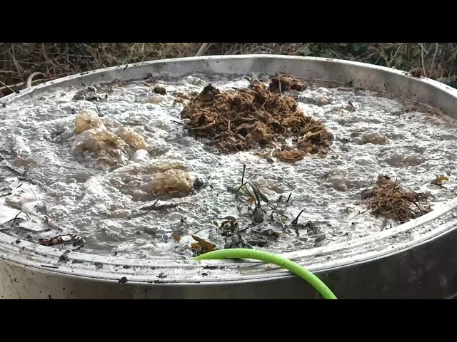 Easy Recipe For Making LOTS Of Compost Tea!