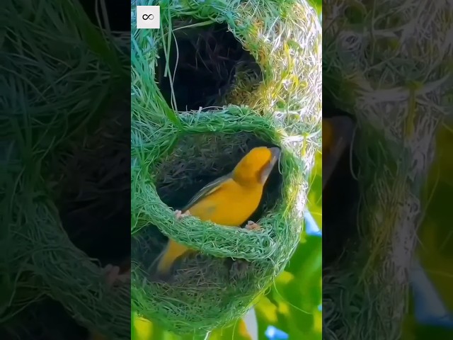 Male Baya Weaver Making Nest : A Stunning Display Of Nature's Engineering And Artistry #natureshorts