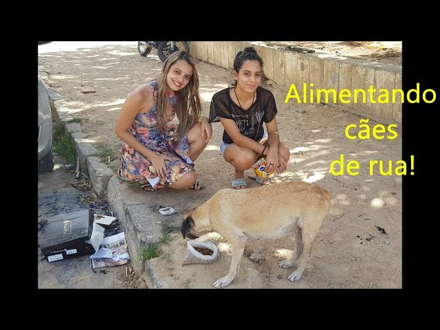 Alimentando cães de rua- Conscientização- Compartilhe ❤