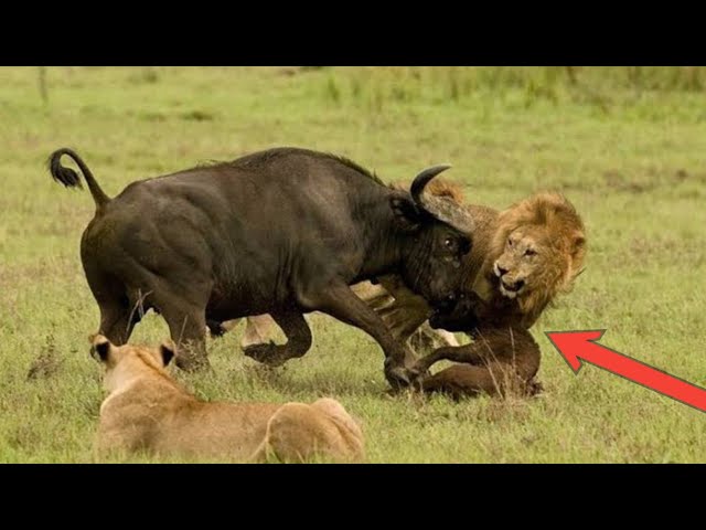 3 Lion Attack Buffalo || Lions attack buffalo | Buffalo attack lions