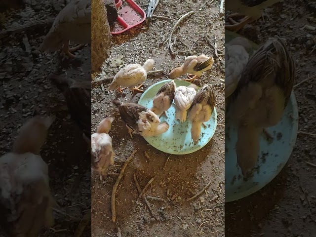 Aseel chiks home breeding sold out #viralvideo #aseelmurga #bhopal #trending #chicks