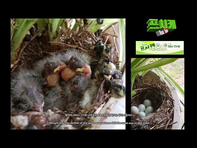 가난한 새의 기도  The Prayer of a Poor Bird참새의 어머니 The mother of a Sparrow ,