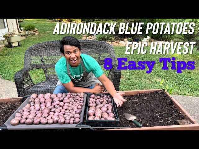 Part 3: Amazing Harvest and Growing Tips for success in container or raised bed potatoes