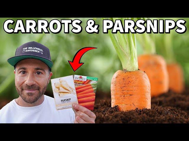 How To Grow CARROTS And PARSNIPS That NEVER Stop Producing!