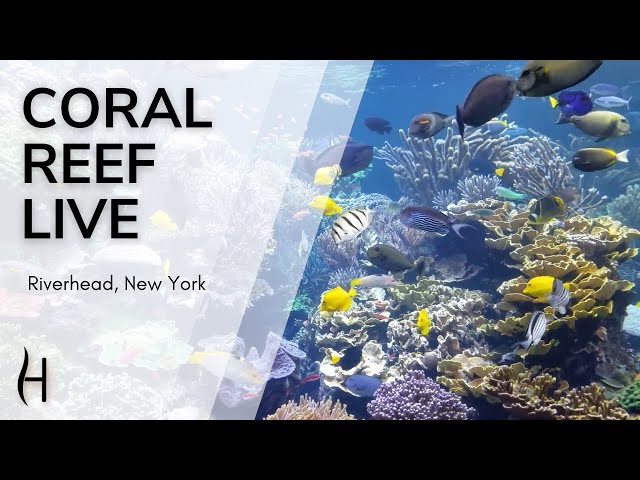 Hamptons.com - LIVE! CORAL REEF CAM w/ Calming Spa & Meditation Music, put your mind at ease : )