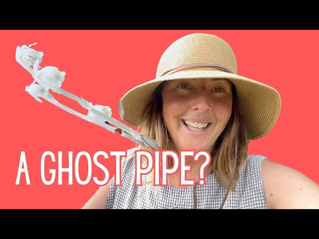 What is Ghost Pipe (Indian Pipe): Identification and Health Benefits with Tincture Making!