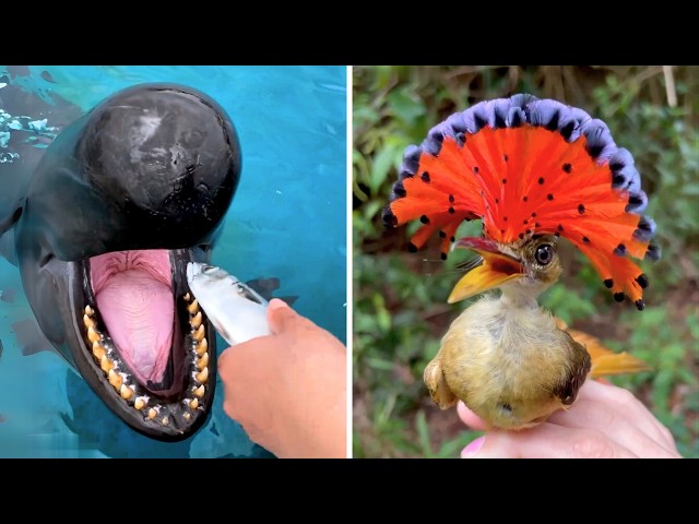 10 Strange Creatures You Didn’t Know Exist!