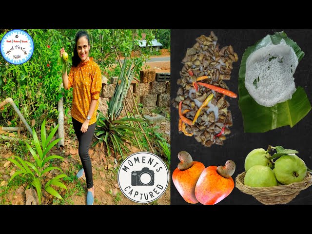 Plucking Wax Apple,Guava,Cashew Apple | Udupi Vlog Neer Dosa, Rava Appe, Chicken Curry & Fish Curry