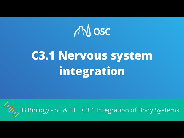 C3.1 Nervous System Integration [IB Biology SL/HL]