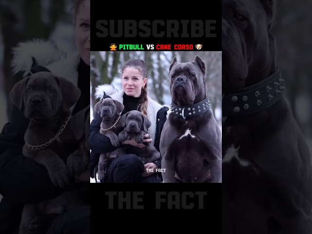 🙅Pitbull vs cane corso 🐶|#shorts #facts