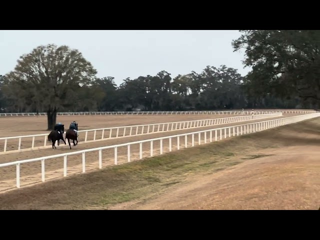 VRP's 2 Yr-Old Colt By Twirling Candy (Outside) 1/28/25