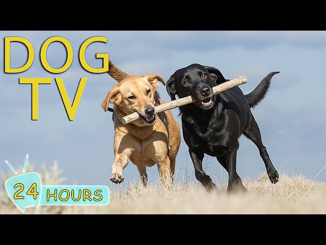 DOG TV for Dogs to Watch: Video Entertain Anti-Anxiety & Boredom-Bust for Dogs - Best Music for Dogs