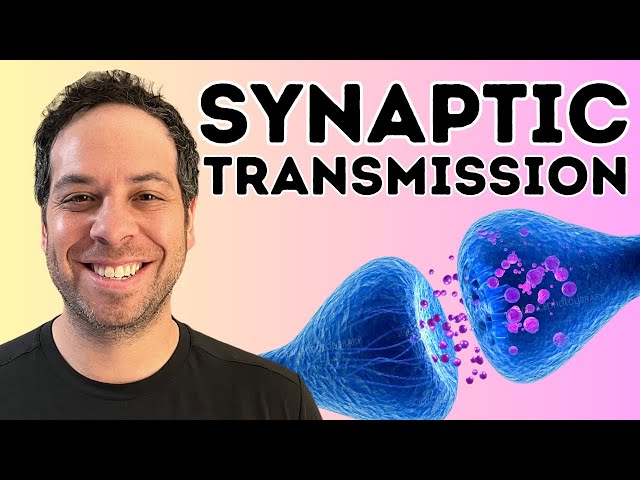 Synaptic transmission I The Synapse I How Neurons Communicate