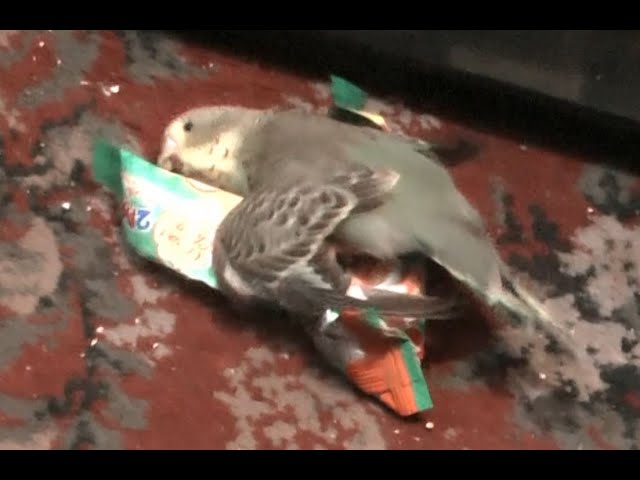 Best Funny Cute Budgie Playing in a Sweet Packet