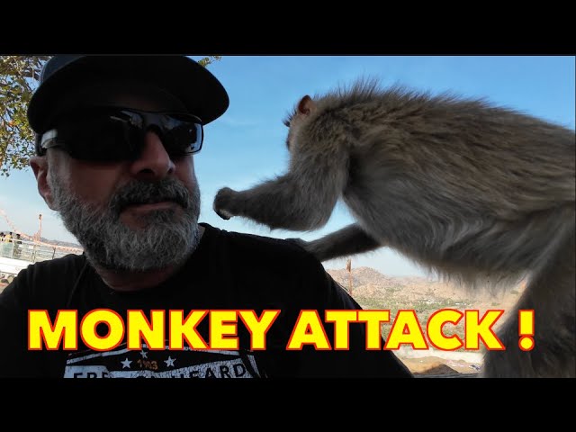 Monkey Tries To Hurt Me ! Harley Davidson X440 Review