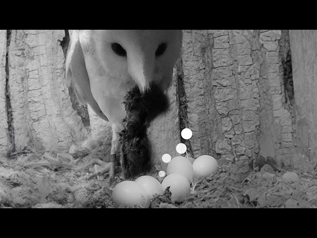 Barn Owl Tries to Feed Cheeping Egg | Gylfie & Dryer | Robert E Fuller