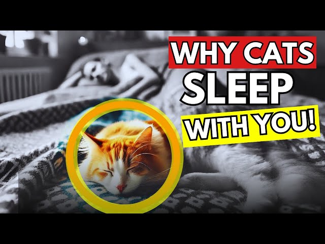 Why Do Cats Sleep With You? 7 Secrets Your Cat’s Behavior Reveals (Cat Care Tips)