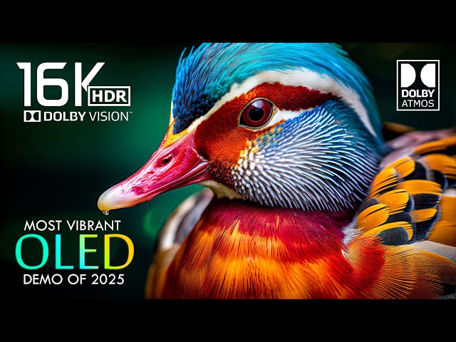 Vibrant 16K HDR 120FPS Dolby Vision - Dolby Atmos