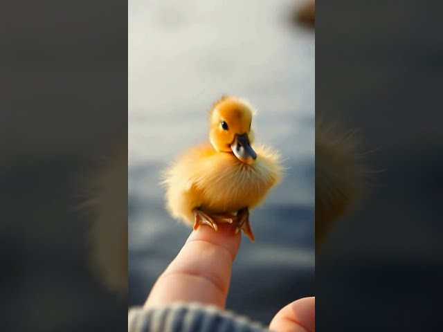 Chicks and Frogs On the Finger 🐣🐸 | Adorable Animal Fun!#shortvideo #shorts #FingerPlay #fingerfun