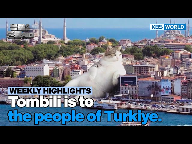 [Weekly Highlights] Turkiye's national cat🐈 [Animals Are Incredible] | KBS WORLD TV 250205