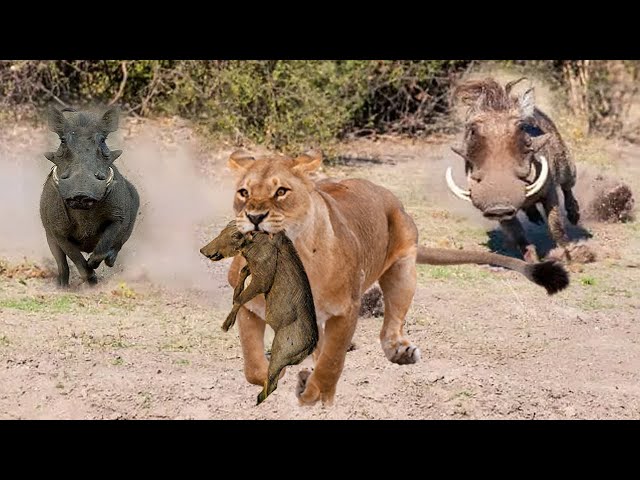 Unbelievable! Brave Warthog Parents Is Determined To Chase And Attack Lion To Get Their Baby Back